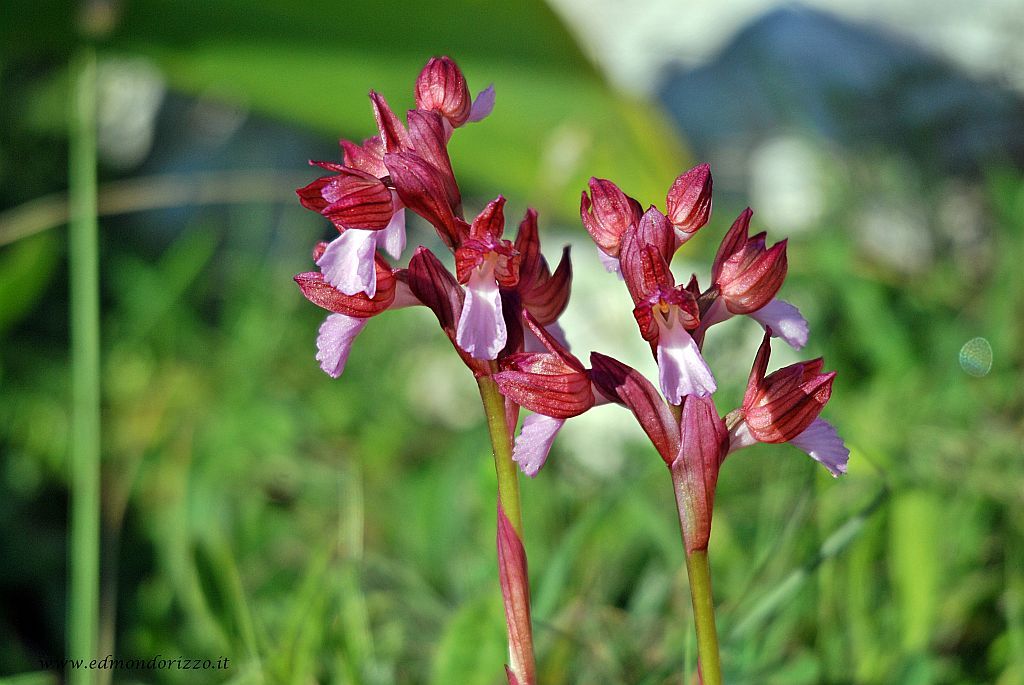 Orchide a farfalla